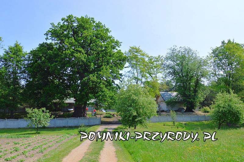 Białobrzegi - pomnikowy dąb i wiąz górski Białobrzegi - pomnikowy dąb i wiąz górski