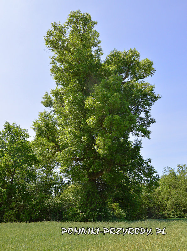 Białobrzegi - pomnikowa topola czarna Białobrzegi - pomnikowa topola czarna