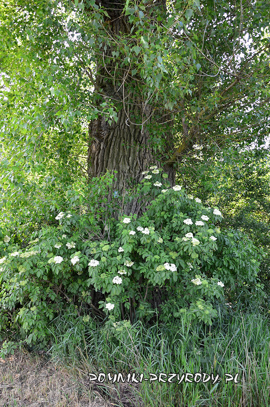Białobrzegi - tabliczka na pomnikowej topoli Białobrzegi - tabliczka na pomnikowej topoli