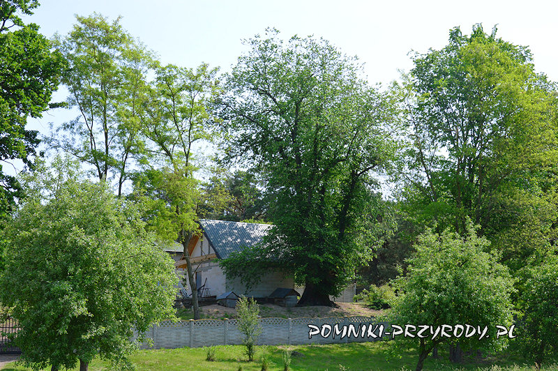 Białobrzegi - wiąz górski Białobrzegi - wiąz górski