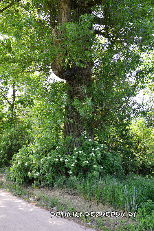 pień pomnikowej topoli Ostatnia z Białobrzegów pień pomnikowej topoli Ostatnia z Białobrzegów