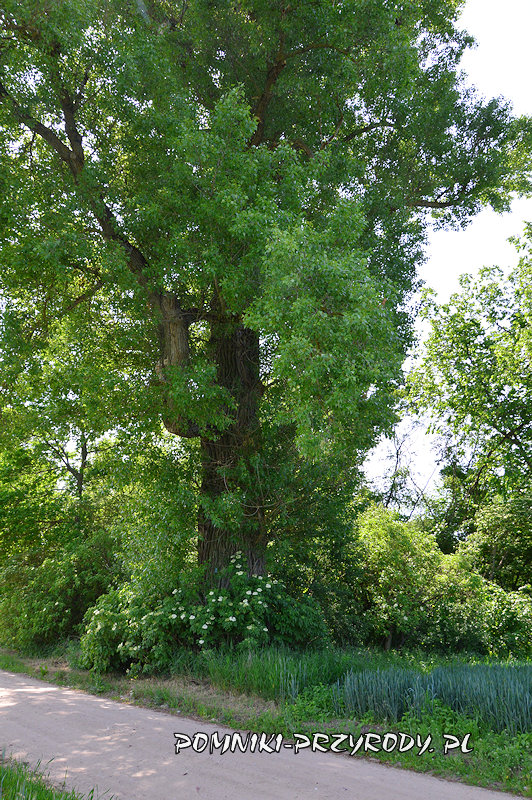 pień pomnikowej topoli czarnej z Białobrzegów pień pomnikowej topoli czarnej z Białobrzegów
