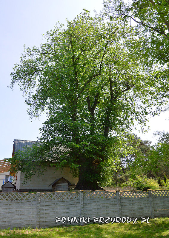 pomnikowy wiąz górski z Białobrzegów pomnikowy wiąz górski z Białobrzegów