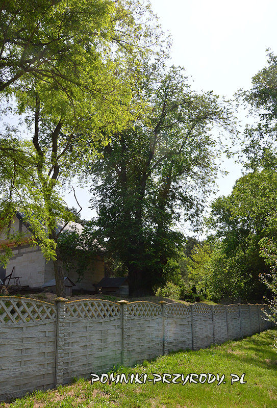pomnikowy wiąz z Białobrzegów pomnikowy wiąz z Białobrzegów