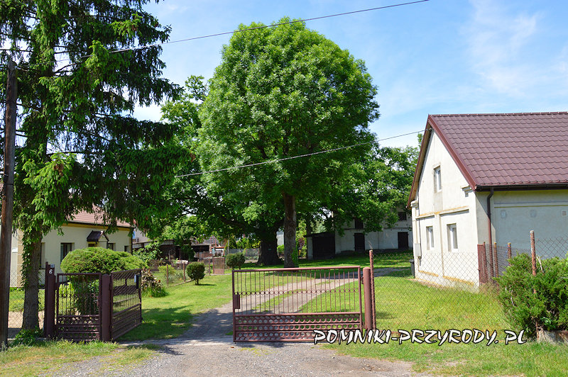 Płock - otoczenie dębu Wojciech Płock - otoczenie dębu Wojciech