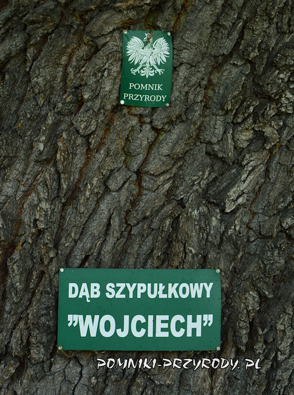 Płock - tabliczki na pomnikowym dębie Wojciech Płock - tabliczki na pomnikowym dębie Wojciech